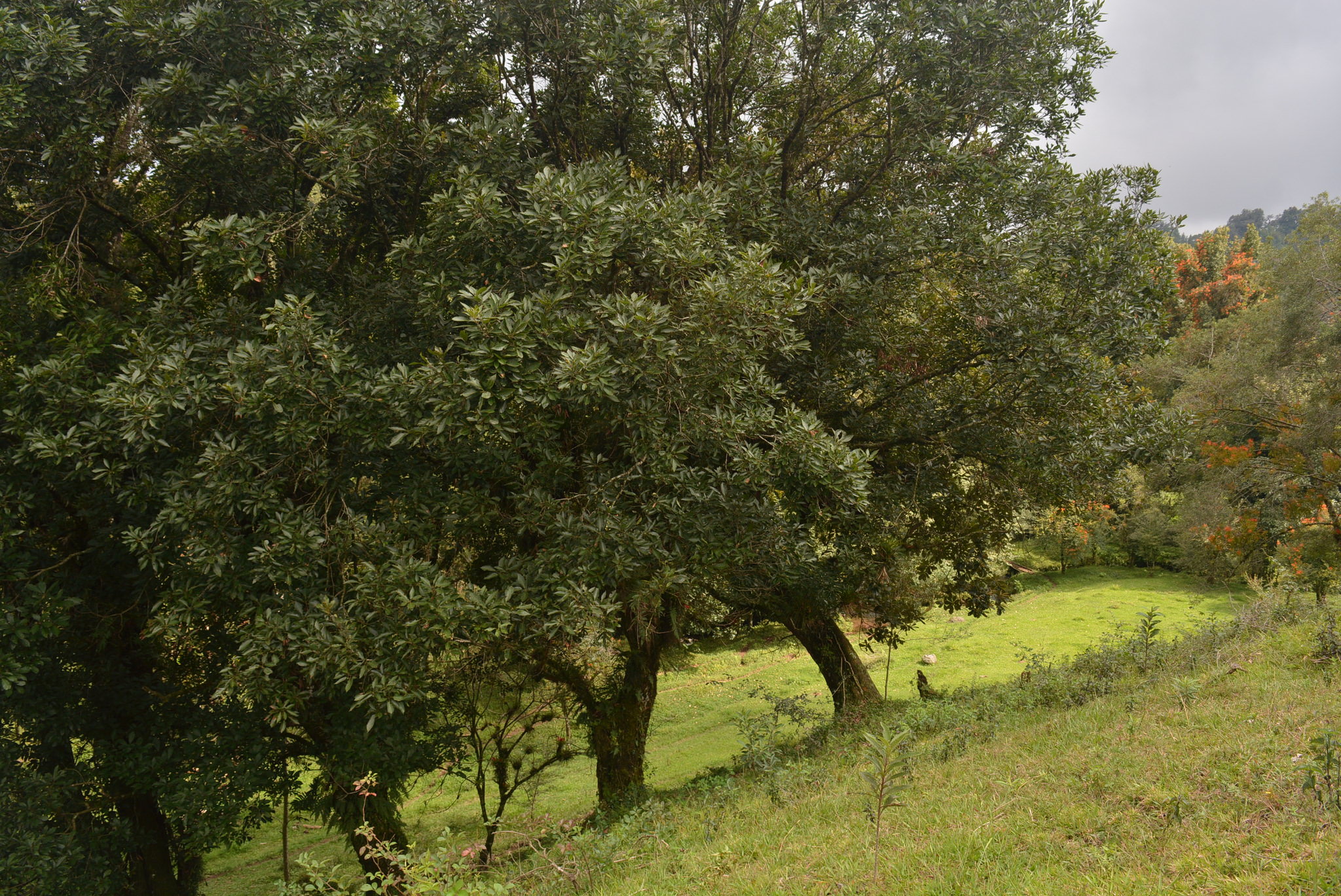 Quercus xalapensis